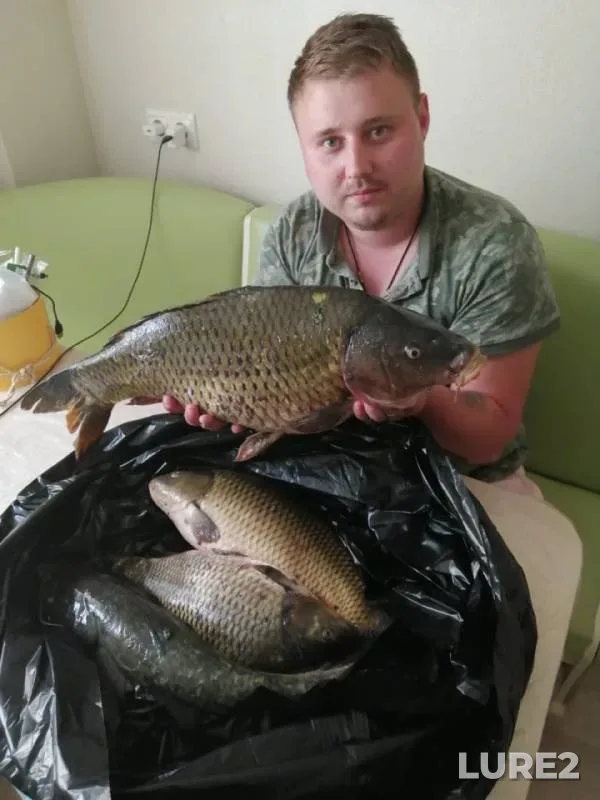 Carp, Wels catfish — Belaya Dacha, Jun 08, 2019
