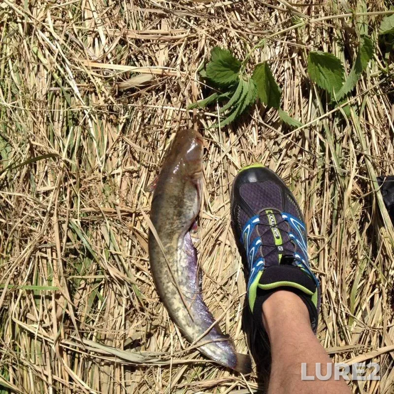 Wels catfish, Crucian carp — Glubokiy Turunchuk, Jul 24, 2016