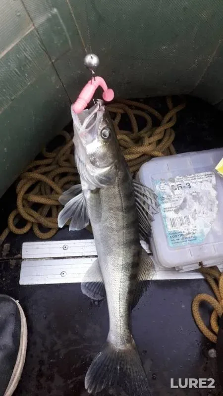 Perch, Zander — Oka, Aug 15, 2019