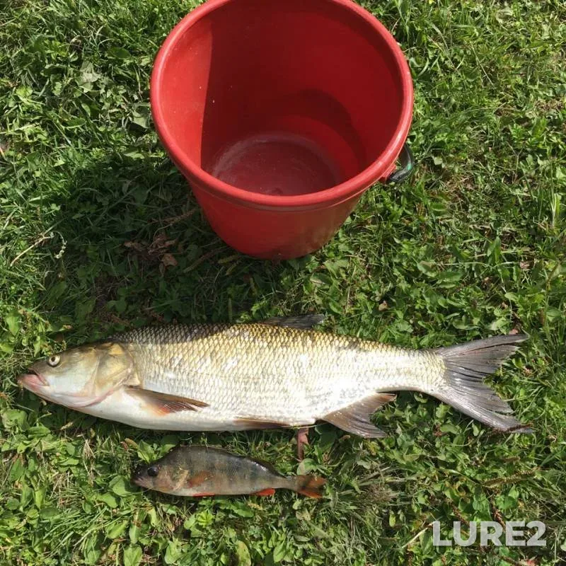 Asp, Perch — Seym, Aug 04, 2019