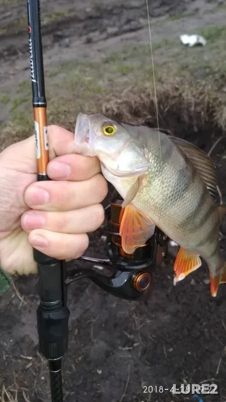 Perch — Kvadratka, May 08, 2018