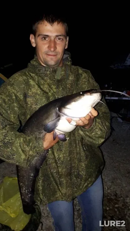 Wels catfish — Zamytyy zaliv, Jul 03, 2019