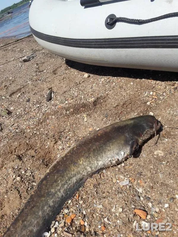 Wels catfish, Zander — Volga, Jun 13, 2019