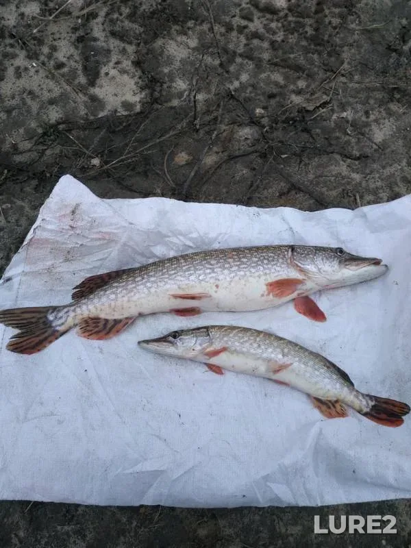 Pike — Oka, Nov 10, 2018