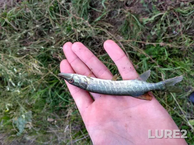 Perch, Pike — Moskovskaya oblast, gorodskoy okrug Zaraysk, Aug 08, 2016