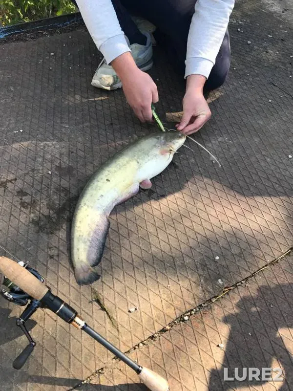 Wels catfish, Zander — Khalan, Sep 23, 2017