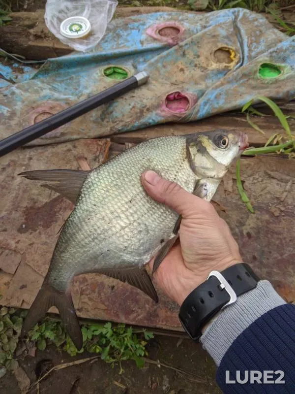 Bream — Uvod, Sep 15, 2019