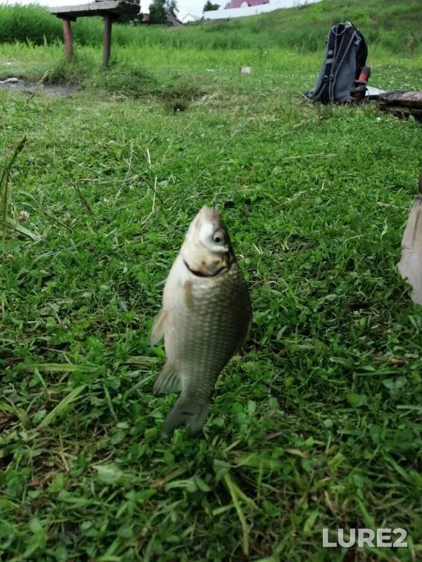 Carp, Crucian carp — Uvod, Jun 30, 2019