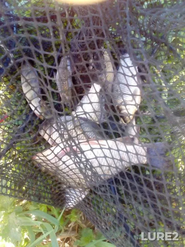 Bleak, Crucian carp — Shakhmakhta, May 26, 2019