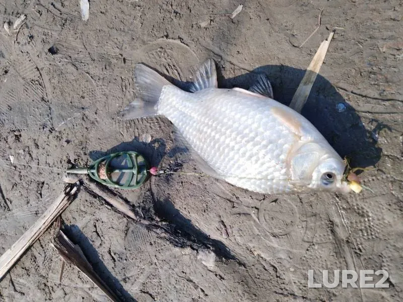 Crucian carp, Perch — Varnavinskoye, Oct 20, 2019