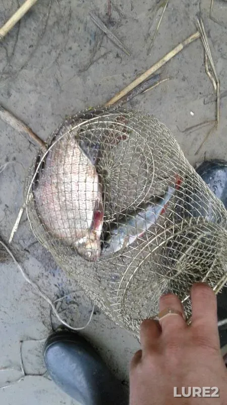 Bream, Wels catfish — Tsna, Jul 22, 2016