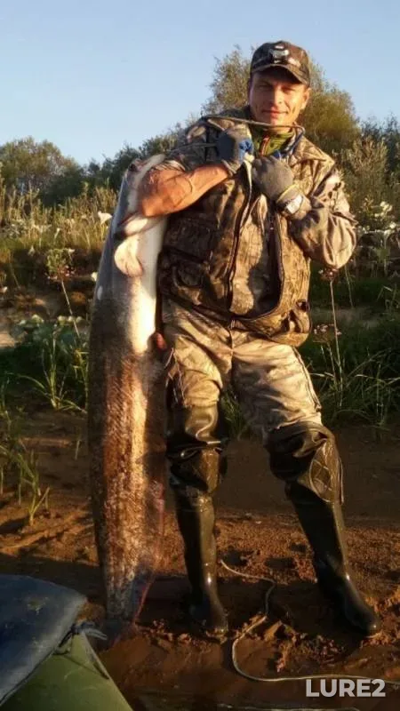 Wels catfish — Kustorka, Jul 13, 2019