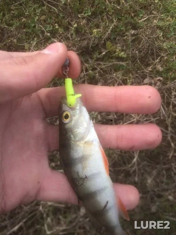 Perch — Krasnoyarskoye, May 11, 2018
