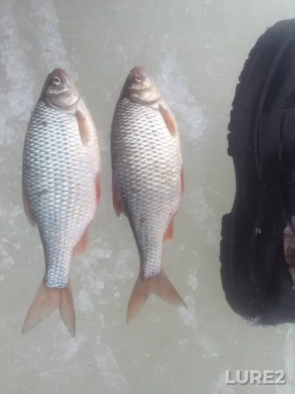 Roach — Sogozha, Mar 29, 2019