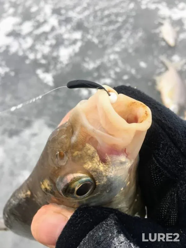 Bream, Perch — Vazuza, Dec 08, 2018