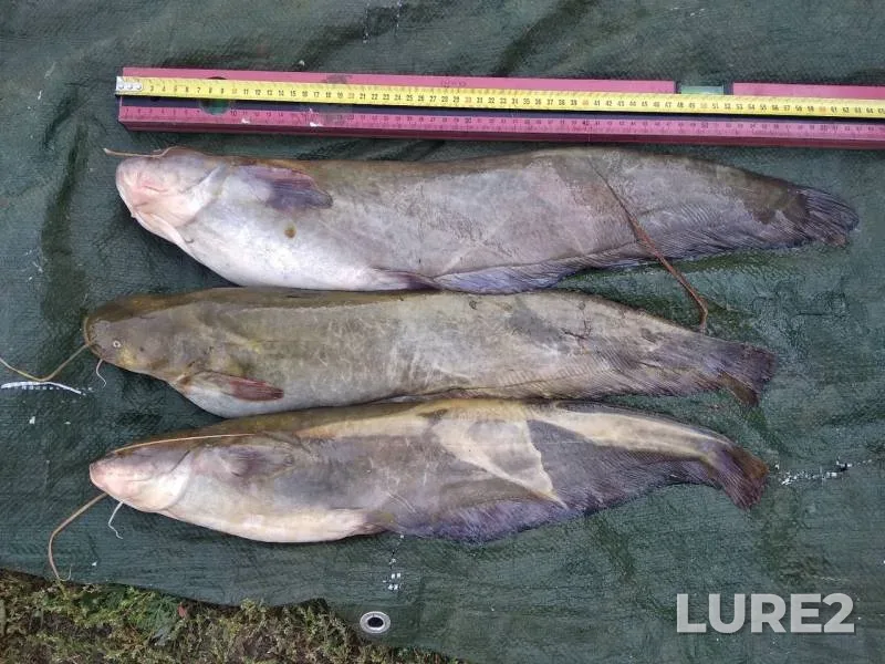 Wels catfish, Ide — Respublika Buryatiya, Barguzinskiy rayon, Aug 21, 2019