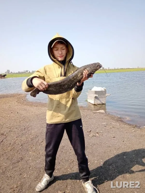 Wels catfish — Respublika Buryatiya, Kabanskiy rayon, Aug 13, 2019