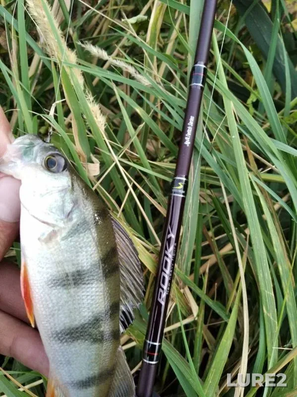 Perch, Zander — Voronezhskoye, Sep 15, 2019
