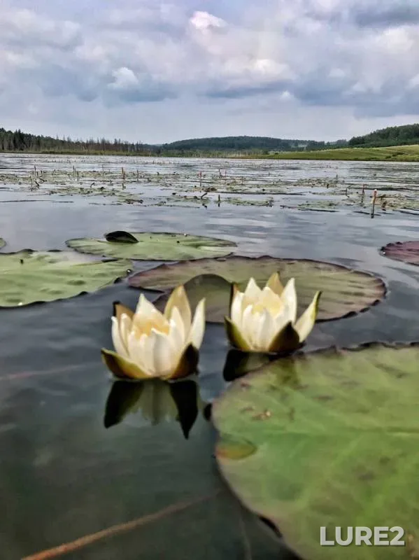 Perch, Pike — Shalo, Jul 29, 2019