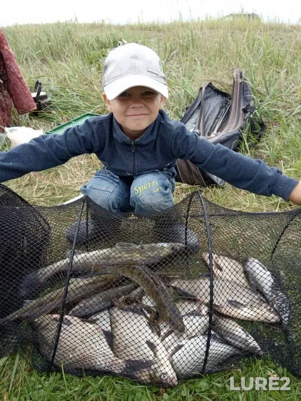 Bream, Wels catfish — Brestskaya oblast, Stolinskiy rayon, Aug 11, 2019