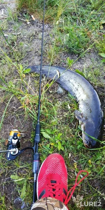 Wels catfish, Perch — Pogost, Jun 11, 2019