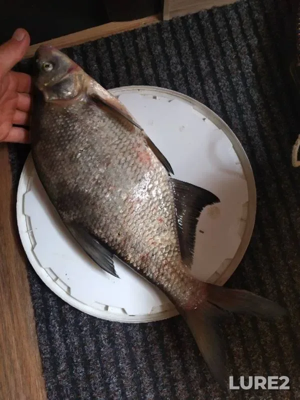 Bream — Brestskaya oblast, Pinskiy rayon, May 19, 2019