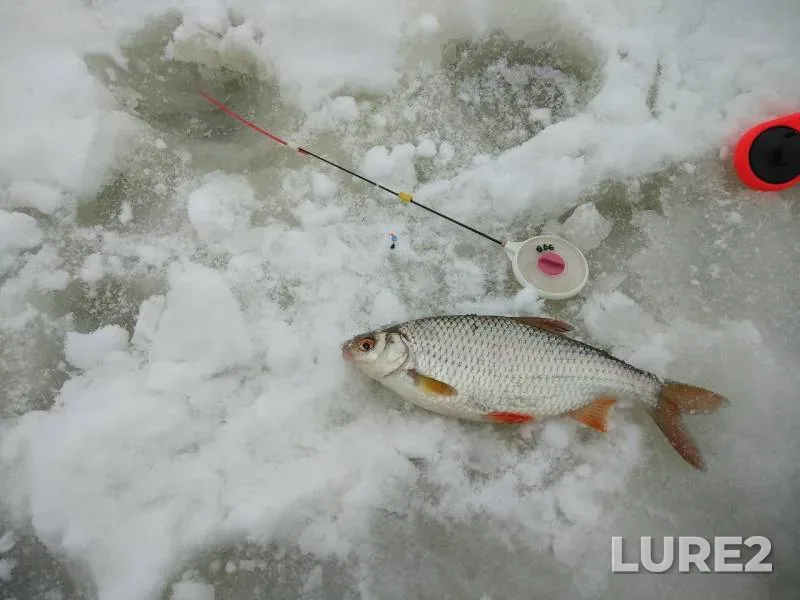 Bream, Perch — Satnoye, Feb 11, 2018