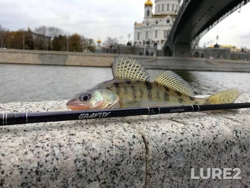 Perch — Moskva, Oct 30, 2017