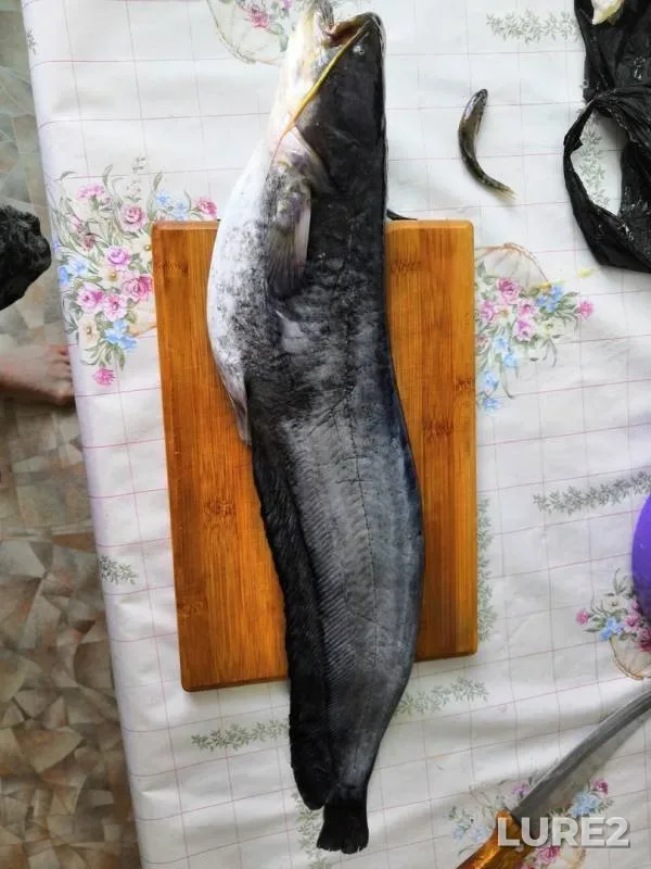 Wels catfish — Zabaykalskiy kray, Aug 08, 2019