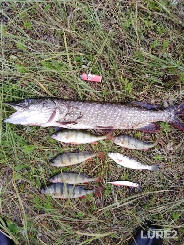Perch, Pike — Shakshinskoye, Jul 21, 2019