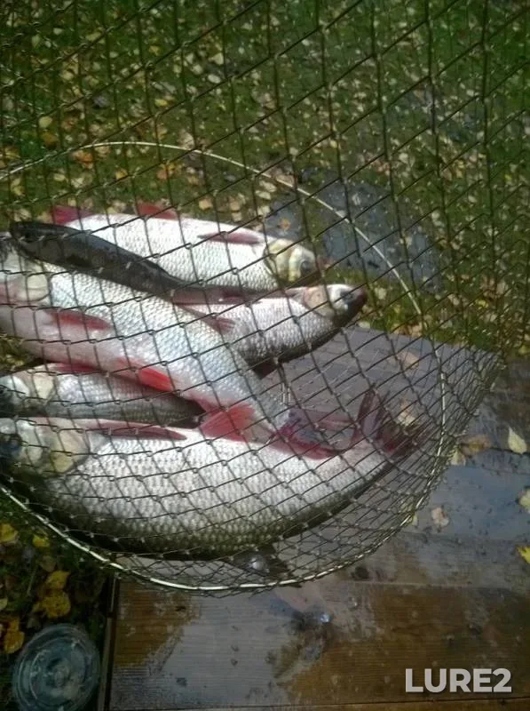 Bream, Ide — Ob, Sep 16, 2019