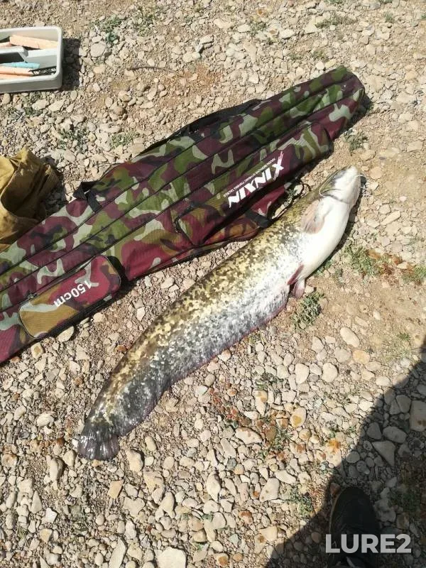 Wels catfish — Stavropolskiy kray, May 26, 2019