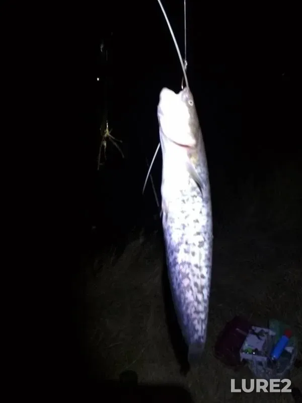 Wels catfish — Yegorlyk, Jul 21, 2018