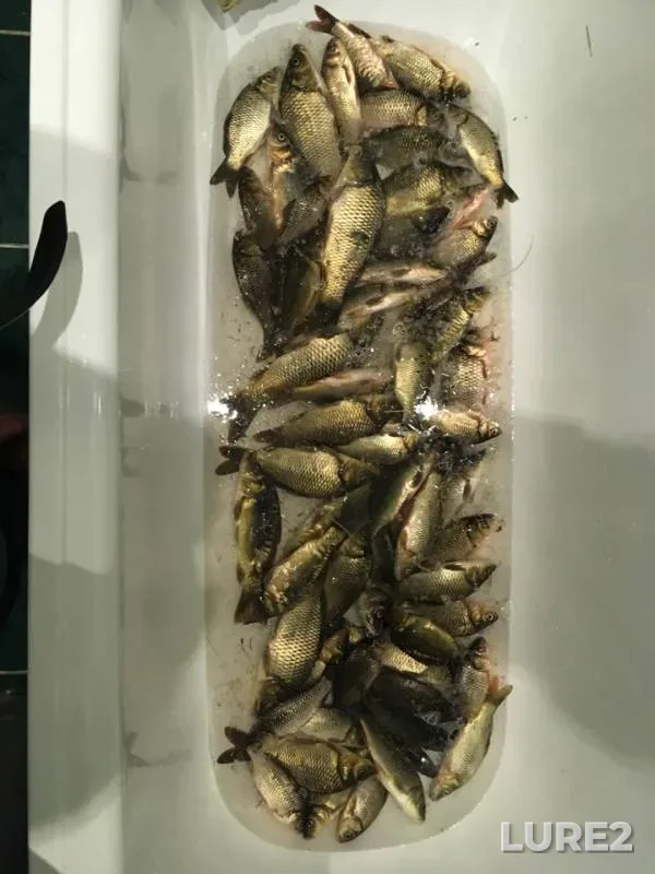 Carp, Crucian carp — Ula, Jul 07, 2018