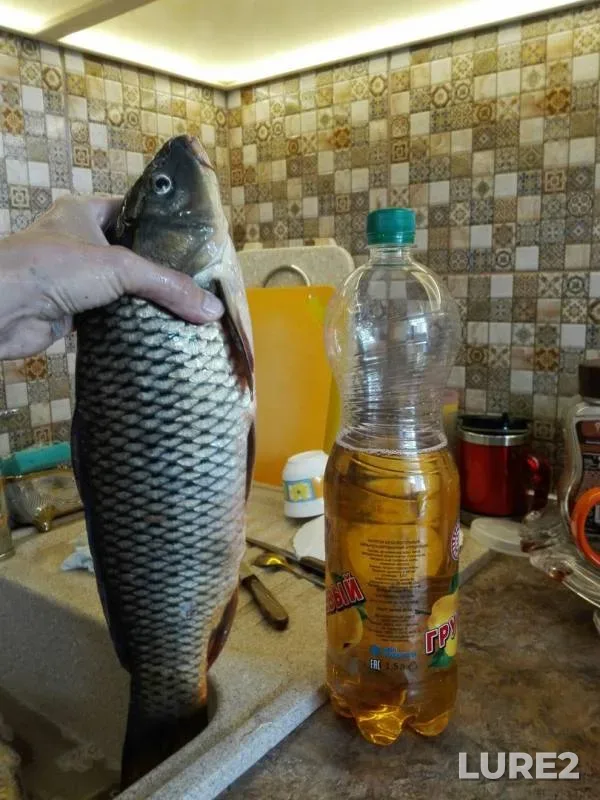 Crucian carp — Sukhaya Takhta, Aug 17, 2017