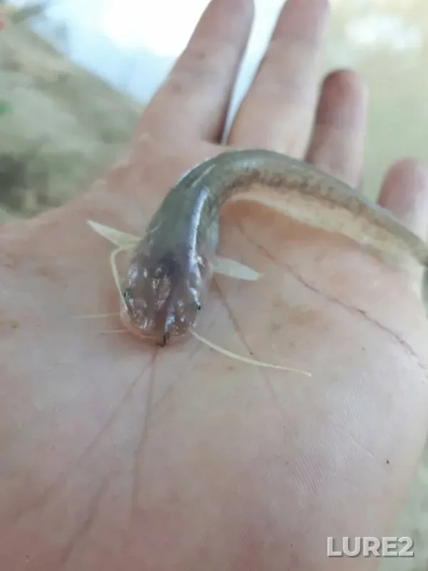 Wels catfish — Mokraya Buyvola, Jul 15, 2017