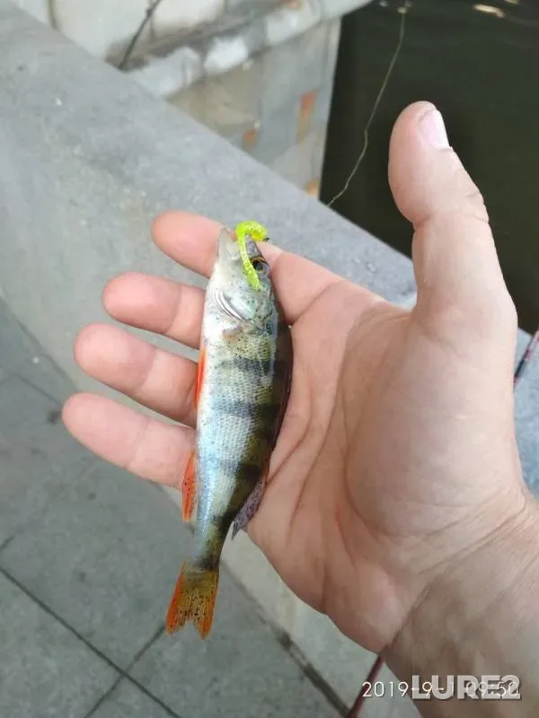 Perch — Moskva, Sep 01, 2019
