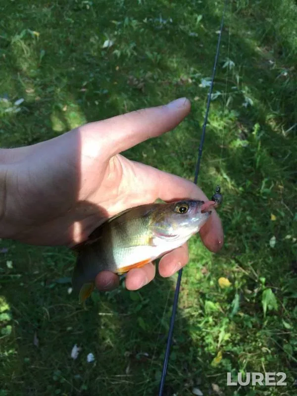 Perch — Yauza, Aug 17, 2018