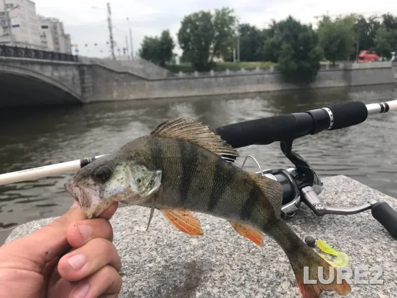 Perch — Vodootvodnyy kanal, Aug 17, 2018
