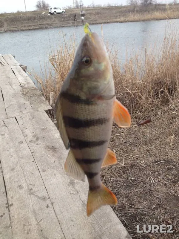 Perch, Pike — yerik Draganov, Mar 08, 2019