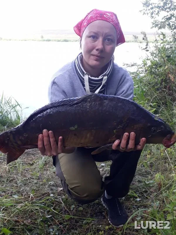 Carp — Kemerovskaya oblast, Aug 12, 2019