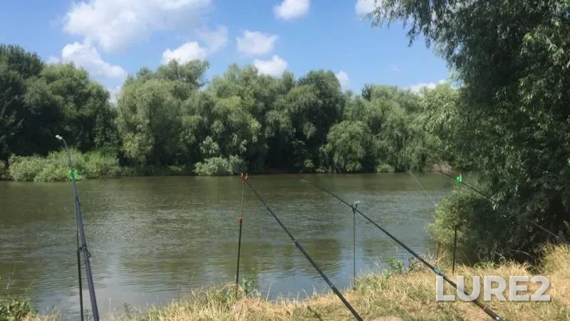 Asp, Crucian carp — Turunchuk, Jul 25, 2018