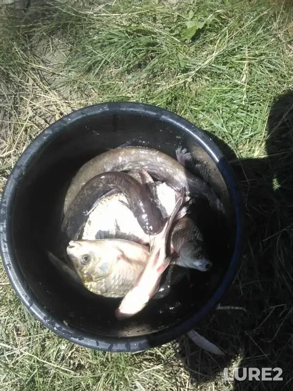 Wels catfish, Crucian carp — Turunchuk, Jul 23, 2018