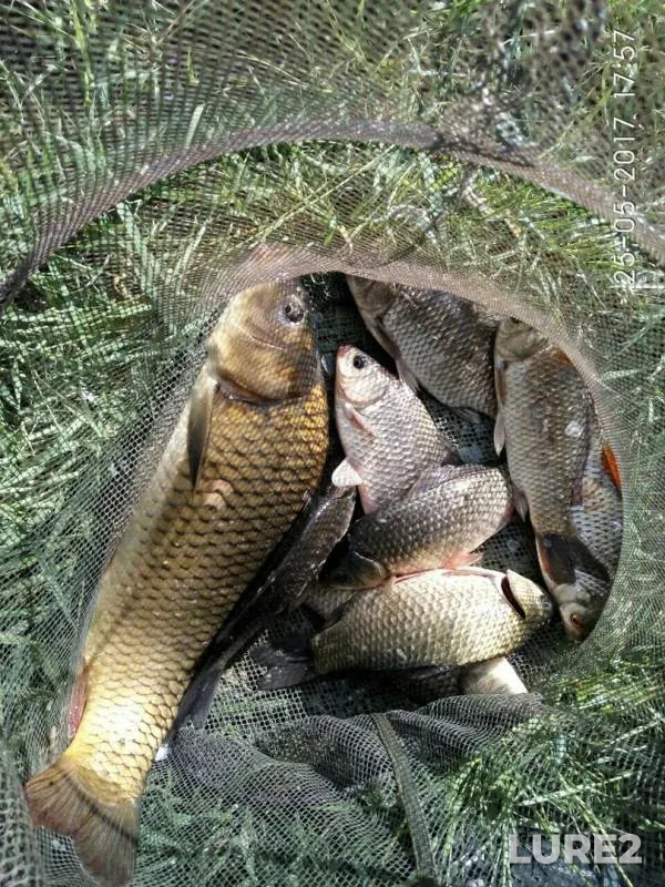 Carp, Crucian carp — Kremenchugskoye, May 25, 2017
