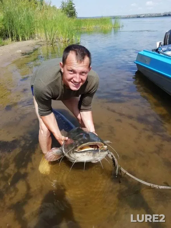 Wels catfish — Volga, Aug 11, 2019