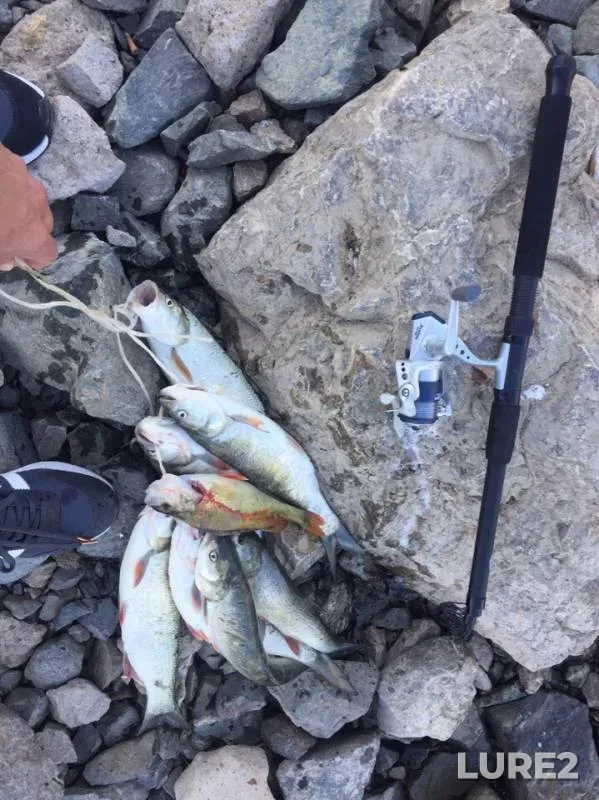 Asp, Perch — Kushum, Jun 03, 2019