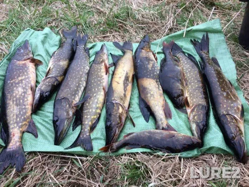 Perch, Pike — Luga, Jun 05, 2018