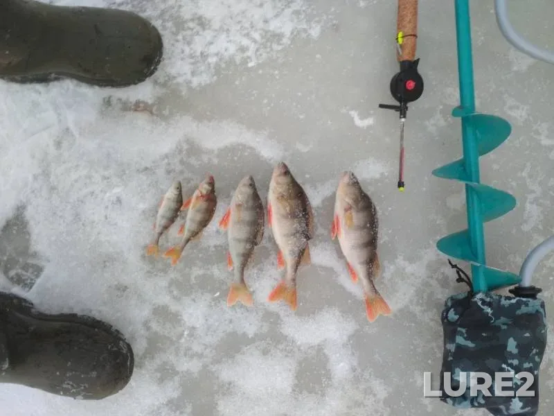 Perch, Pike — Bochanka, Nov 05, 2019