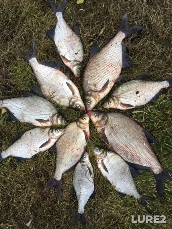 Bream — Tura, Oct 15, 2019