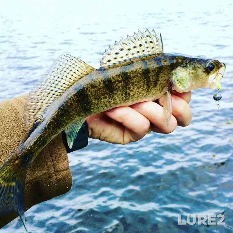 Chub, Perch — Lybed, May 28, 2016